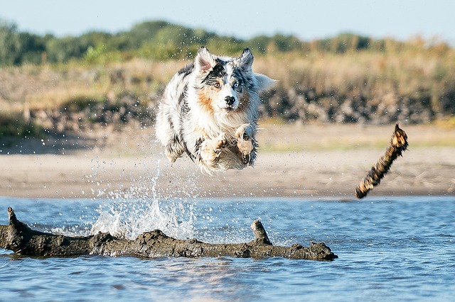 Australian-Shepherd-Dog