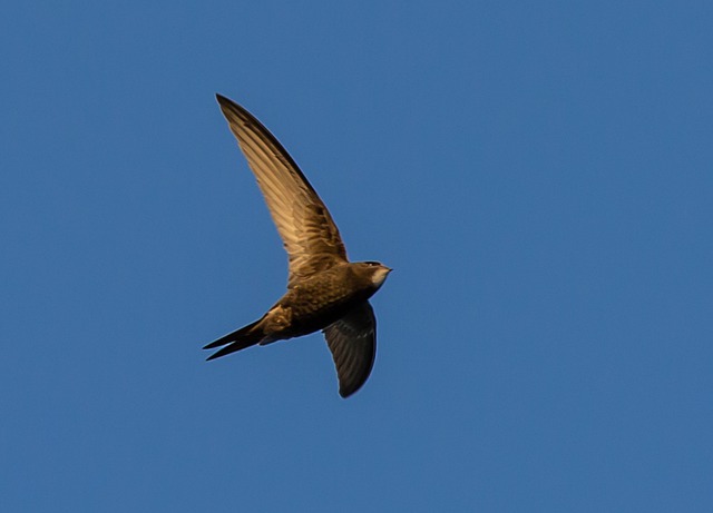 Black-Swift