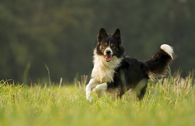 Border-collie