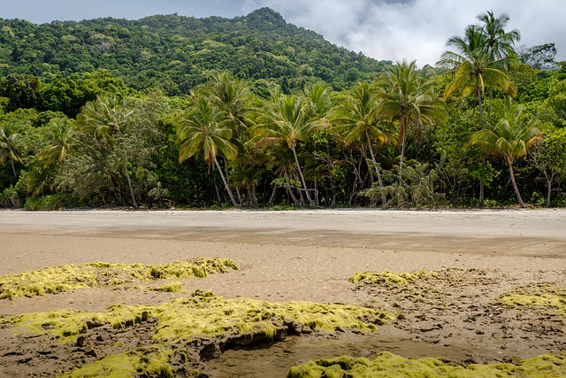 Daintree