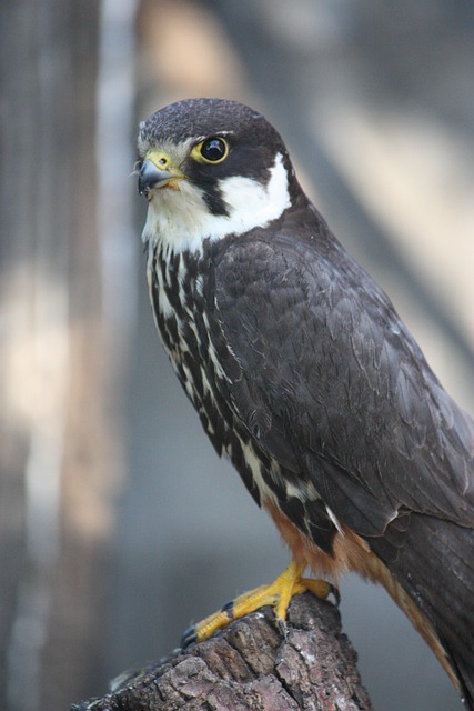 Eurasian-hobby