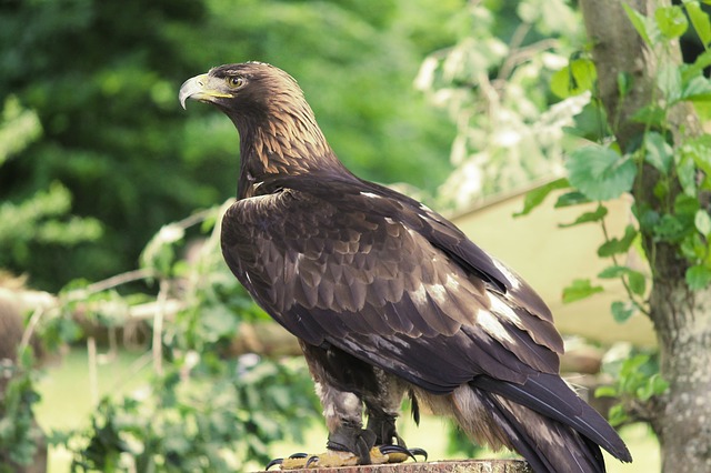 Golden-Eagle