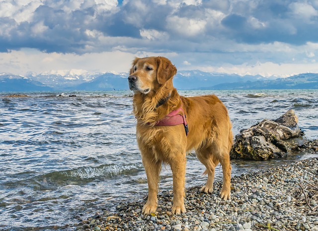 Golden-retriever