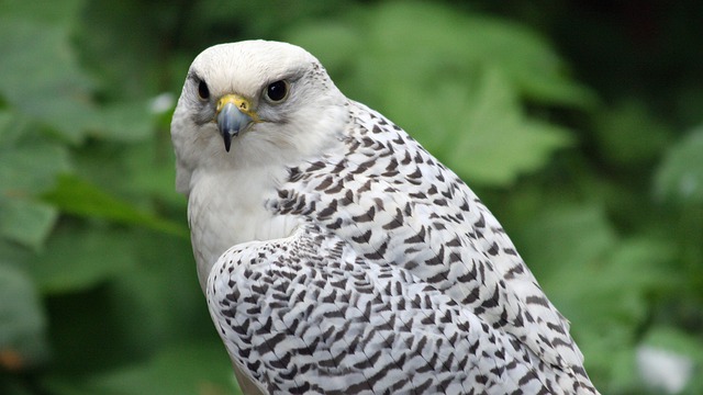 Gyrfalcons