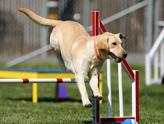 Labrador-retriever