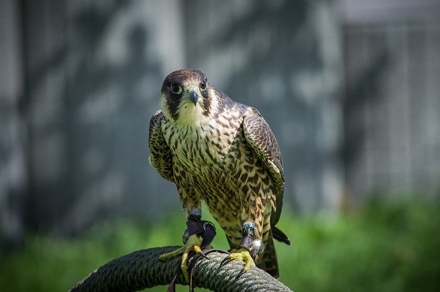 Peregrine-Falcon