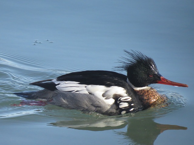 Red-breasted-Mergansers