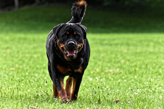 Rottweiller