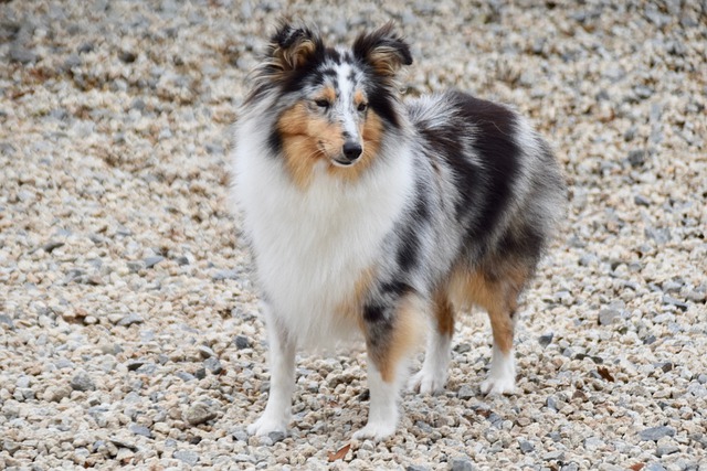 Shetland-Sheepdog