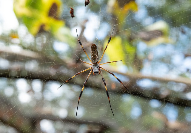 banana-spider