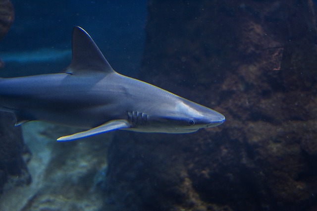 blue shark