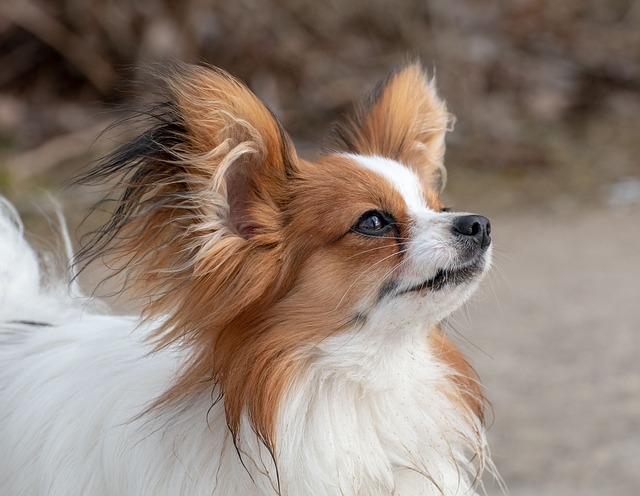 butterfly-spaniel