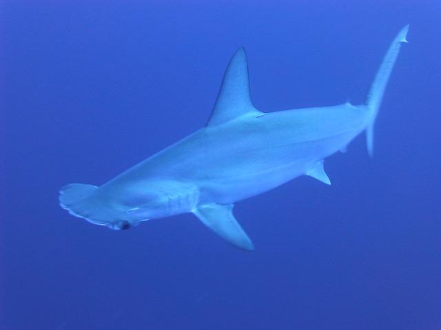 hammerhead