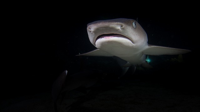 tipped-reef-shark