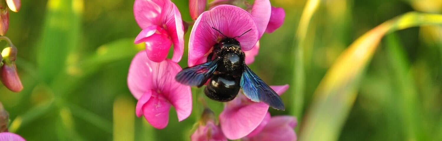 blue-bee