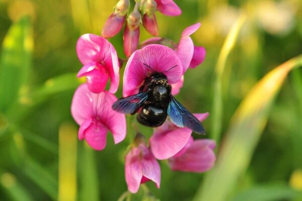 blue-bee