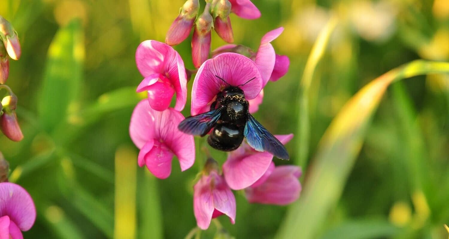 blue-bee