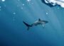 shark